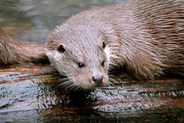 Loutre d'europe, Lutra lutra