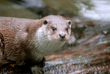 Loutre d'europe, Lutra lutra