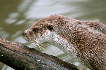 Loutre d'europe, Lutra lutra