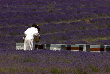 Lavendula x intermedia, , Lavandin, Culture, Provence ,Apiculture, Abeille, ruches, Apt, 84,...
