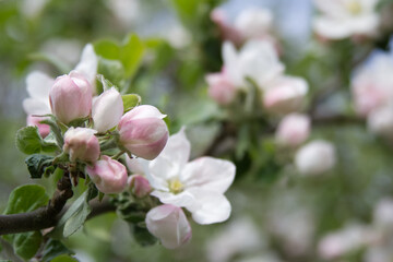 Branch of an apple tree in blossom