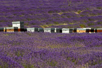 Lavendula x intermedia, , Lavandin, Culture, Provence ,Apiculture, Abeille, ruches, Apt, 84,...