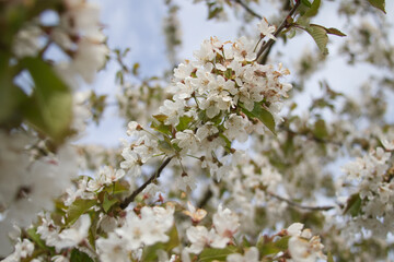 Obraz premium Branch of cherry blossoms in early spring close up