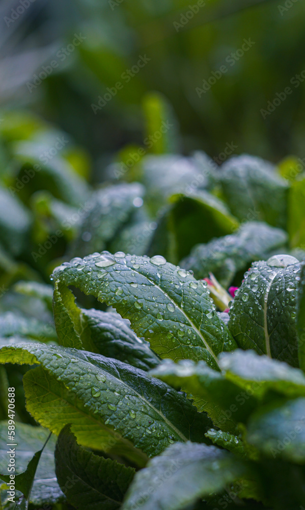 Wall mural A drop of water on a plant leaf