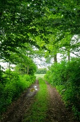 Fototapeta na wymiar Narrow dirt road through green fields in the spring forest