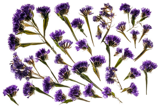 limonium sinuatum purple flowers isolated on white or transparent background