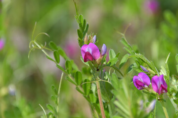 カラスノエンドウとも呼ばれるヤハズエンドウの花