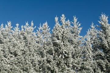 Low angle shot of beautiful tree branches covered in white snow under a blue sky