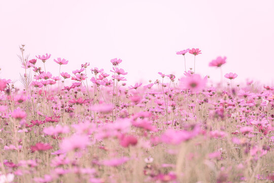 Soft blur focus of pink cosmos flowers field with vintage pink color fillter