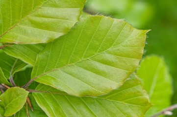 Fototapeta na wymiar Closeup of the green leaves of a plant