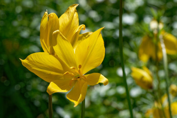 Obraz premium tulipe sauvage - tulipa sylvestris 