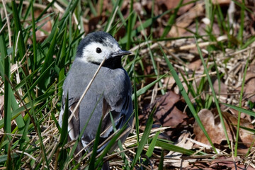 Bergeronnette grise - Motacilla alba