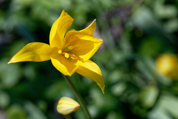 tulipe sauvage - tulipa sylvestris
