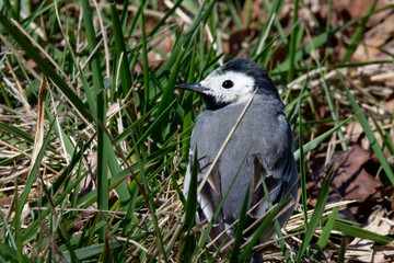 Bergeronnette grise - Motacilla alba