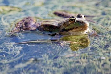 Fototapeta premium Grenouille rieuse - Pelophylax ridibundus