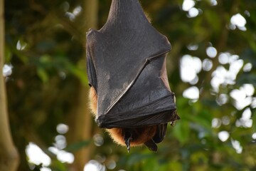 Closeup of a huge scary black and brown bat in a forest