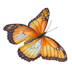 Viceroy  buterfly. Watercolor with transparent background. Generative AI