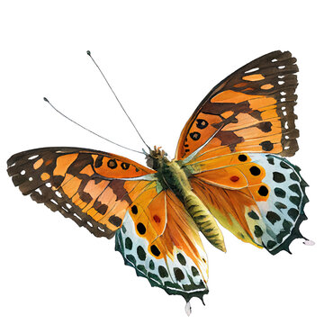 Gulf fritillary  buterfly. Watercolor with transparent background. Generative AI