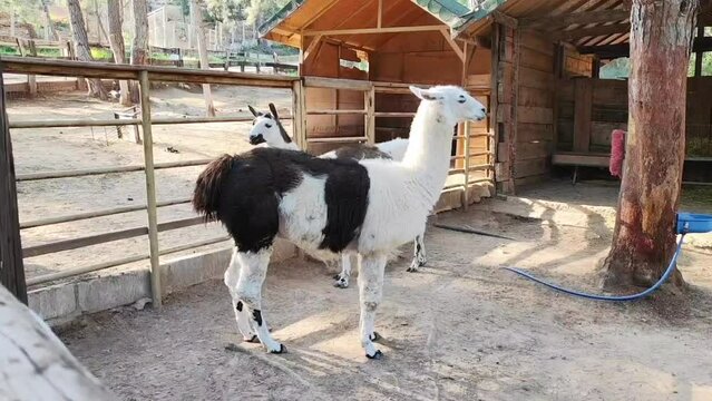 White and black fluffy llamas walk in the aviary in the zoo