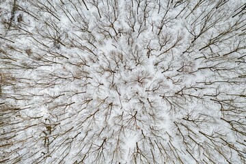 Top view of snowy bare trees in Bridgewater Township, New Jersey