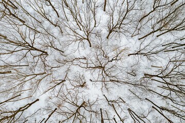 Top view of snowy trees in Bridgewater Township, New Jersey