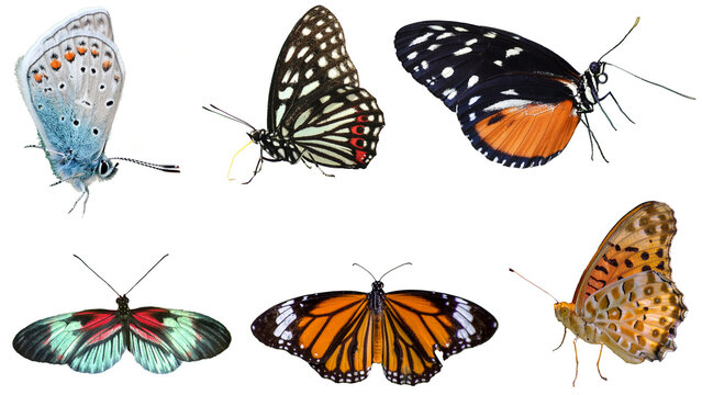 set of colourful butterflies on transparent background 