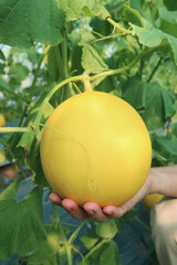 Hand Holding a Vibrant Yellow Ripe Cantaloupe Melon Fruit Ready to Harvest	