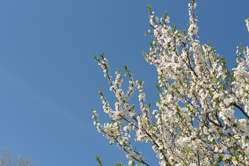 Blossoming tree on blue sky background in sunny spring day, banner background