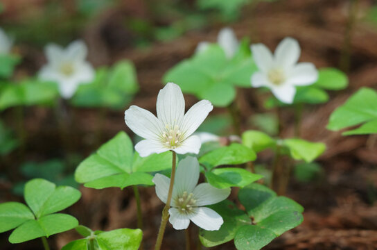 ミヤマカタバミの白い花