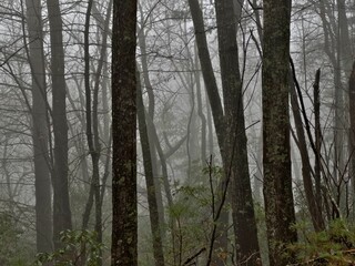 Obraz premium Closeup shot of trees in a misty forest
