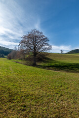 Landscape with a tree on the grass and a bright blue sky