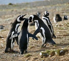 Closeup of African Penguins (Spheniscus demersus) standing in a field in Chile