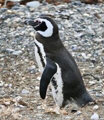 Vertical shot of an African Penguin (Spheniscus demersus) standing in a field in Chile