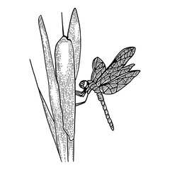 Dragonfly on reeds sketch PNG illustration with transparent background