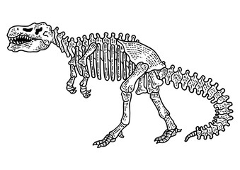 Tyrannosaur skeleton sketch engraving PNG illustration with transparent background