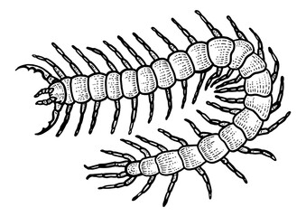 Scolopendra insect sketch engraving PNG illustration with transparent background