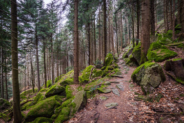 Footpath in the woods