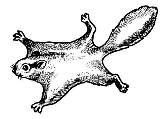 Flying squirrel animal sketch engraving PNG illustration with transparent background © Oleksandr Pokusai