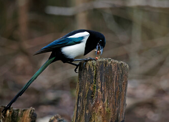 Magpie collecting food at a woodland site