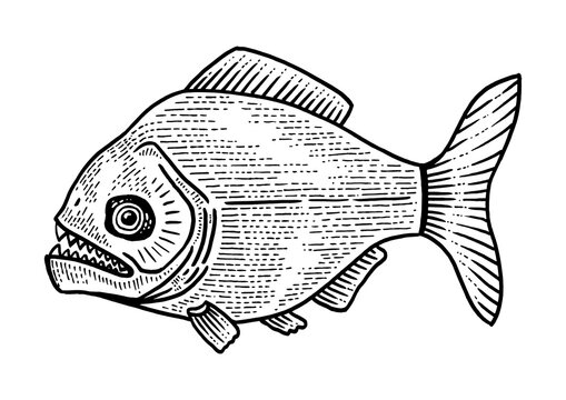 black and white piranha fish drawing clip art preview