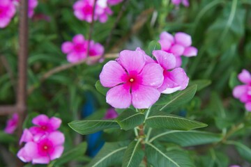 Closeup shot of bright eyes flowers (Catharanthus roseus) in the garden