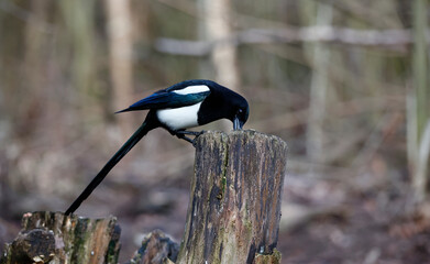 Magpie collecting food at a woodland site