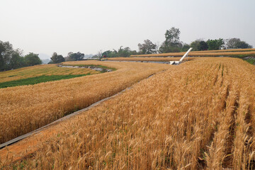 Fototapeta na wymiar Golden ripe ears of wheat. Wheat field. Ears of golden wheat