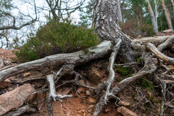 Roots and dead wood of a tree in the forest