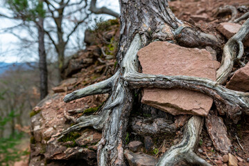 Tree trunk with roots and a red rock