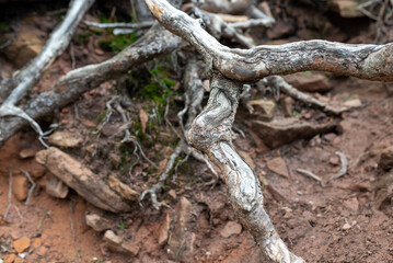 Roots and dead wood of a tree in the forest