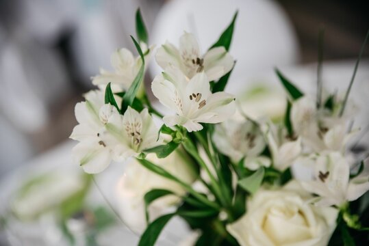 Closeup shot of beautiful white flowers on blur background