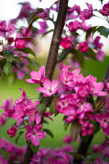 Blooming flower on fruit tree outdoor spring