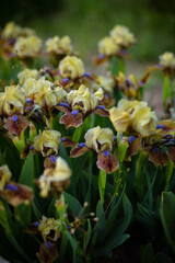 Obraz na płótnie Canvas Blooming flower yellow iris in park spring background