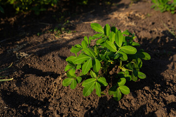 Peanut plant  growing on the soil  garden organic food cuitivate